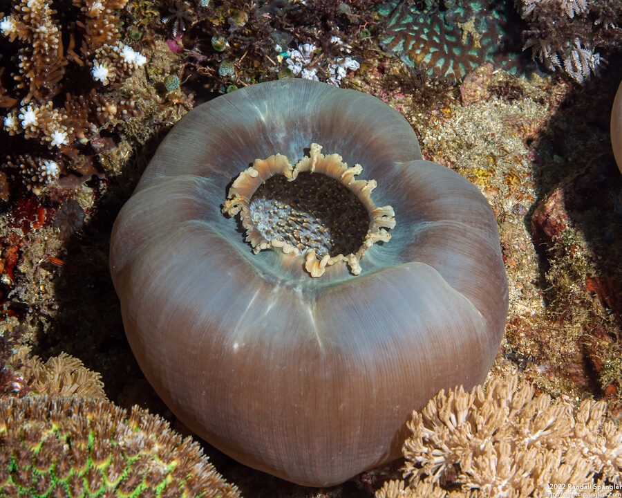 Amplexidiscus fenestrafer (Giant Cup Mushroom Coral)