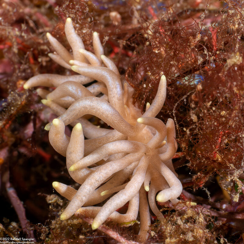 Phyllodesmium briareum (Yellow-Tipped Phyllodesmium)