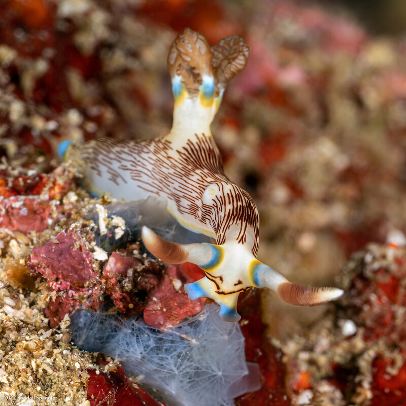 Nembrotha lineolata (Lined Nembrotha)