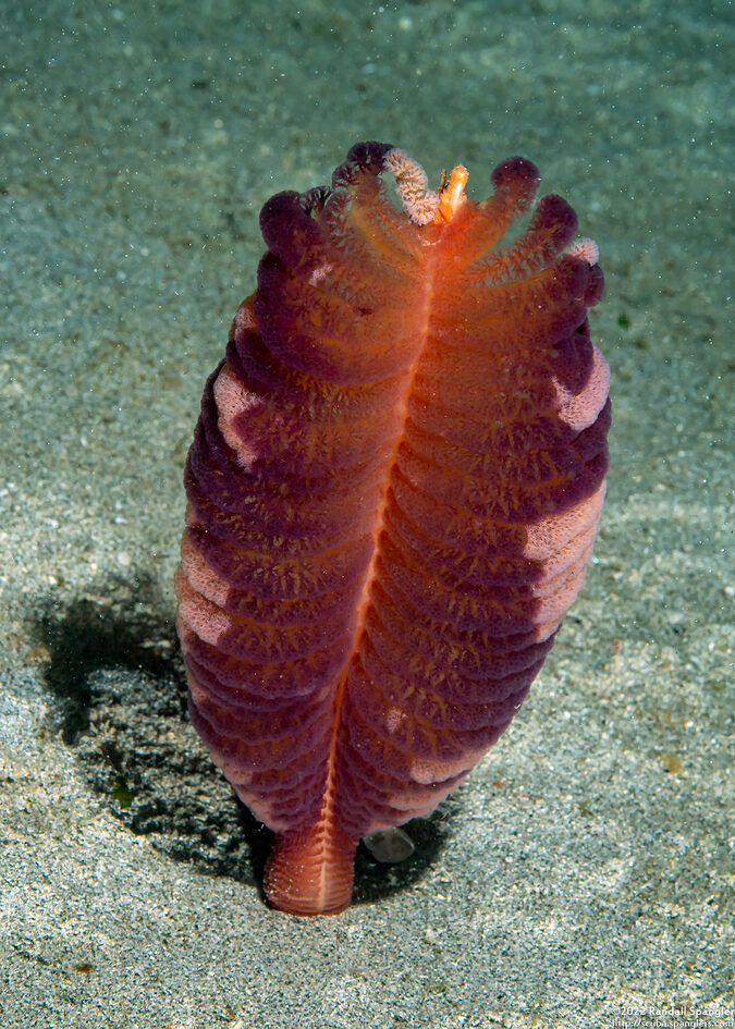 Virgularia sp.1 (Virgularia sp.1)