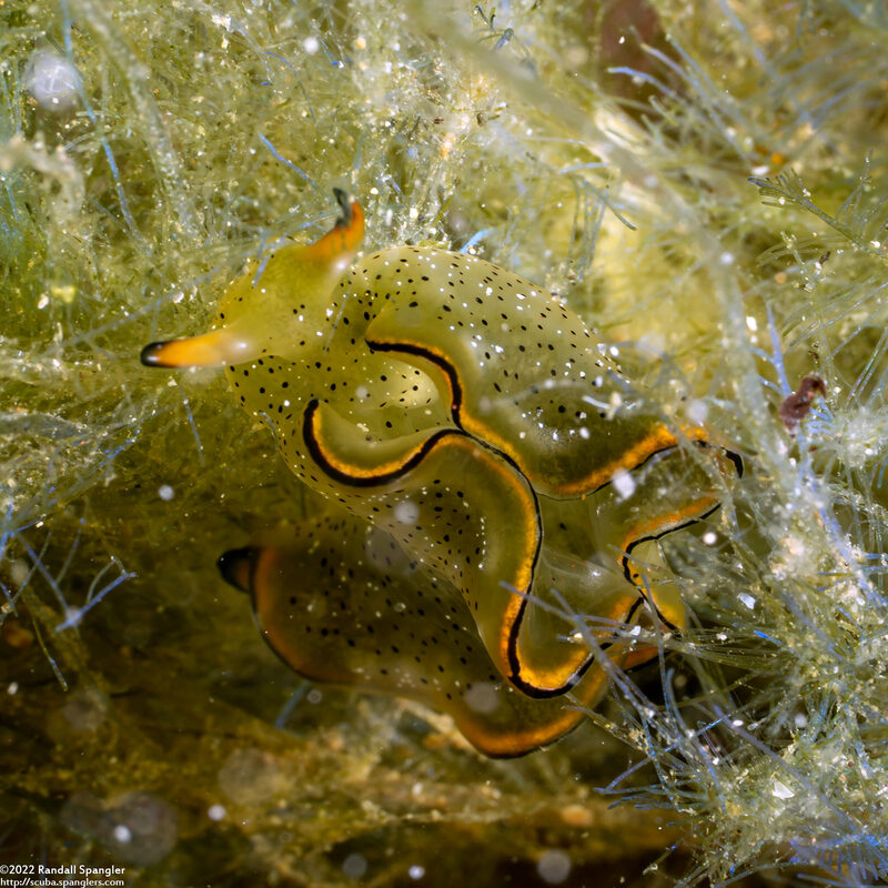 Elysia ornata (Ornate Sapsucking Slug)