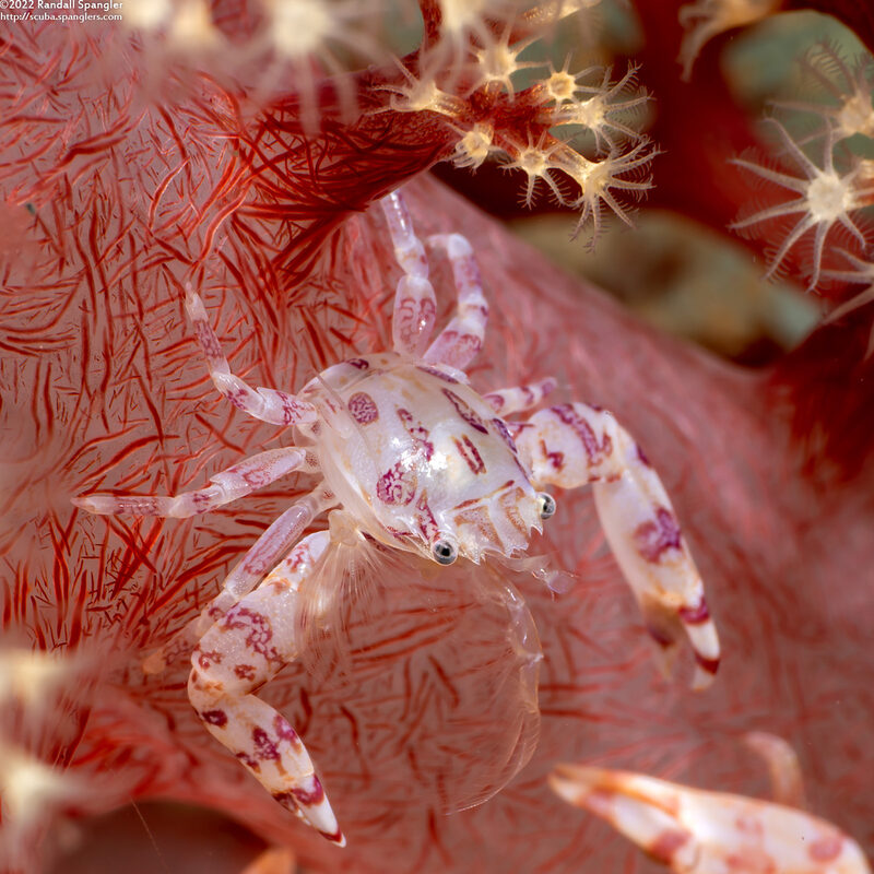 Lissoporcellana quadrilobata (Four-Lobed Porcelain Crab)