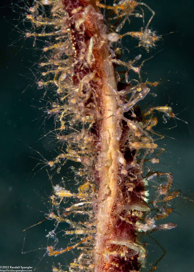 Caprella sp.1 (Skeleton Shrimp)