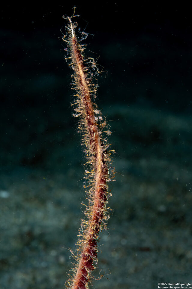 Caprella sp.1 (Skeleton Shrimp)