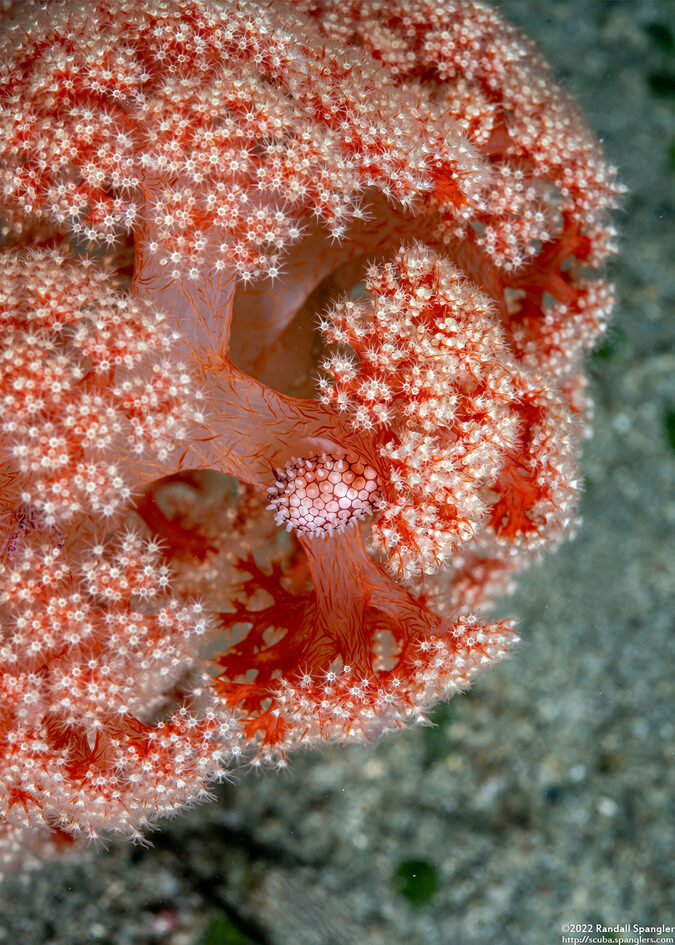 Margovula bimaculata (Banded Egg Cowrie)