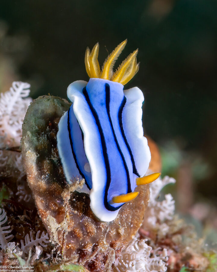 Chromodoris lochi (Loch's Chromodoris)
