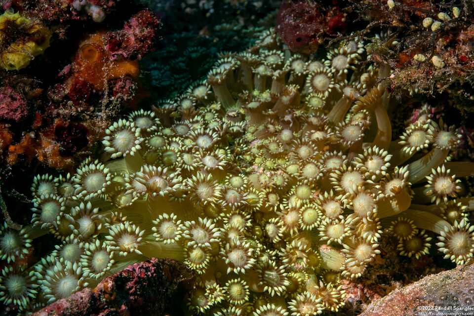 Goniopora cf. djiboutiensis (Goniopora cf. Djiboutiensis)