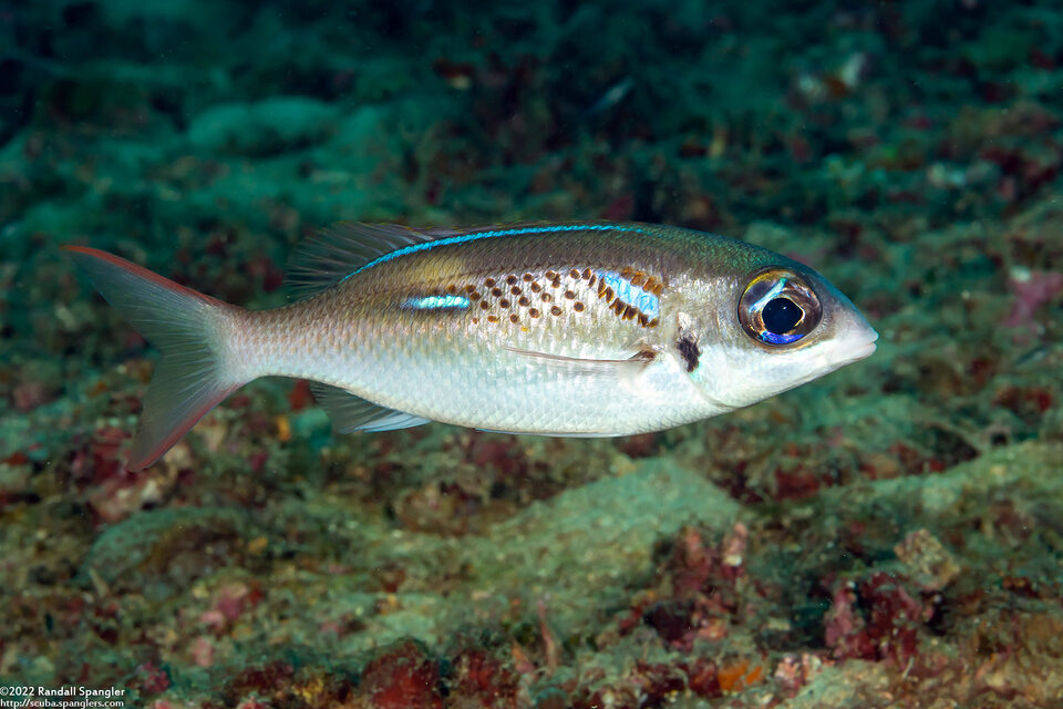 Scolopsis xenochrous (Pearl-Streaked Monocle Bream)