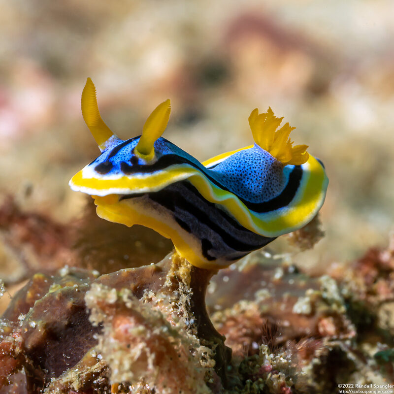Chromodoris annae (Anna's Chromodoris)