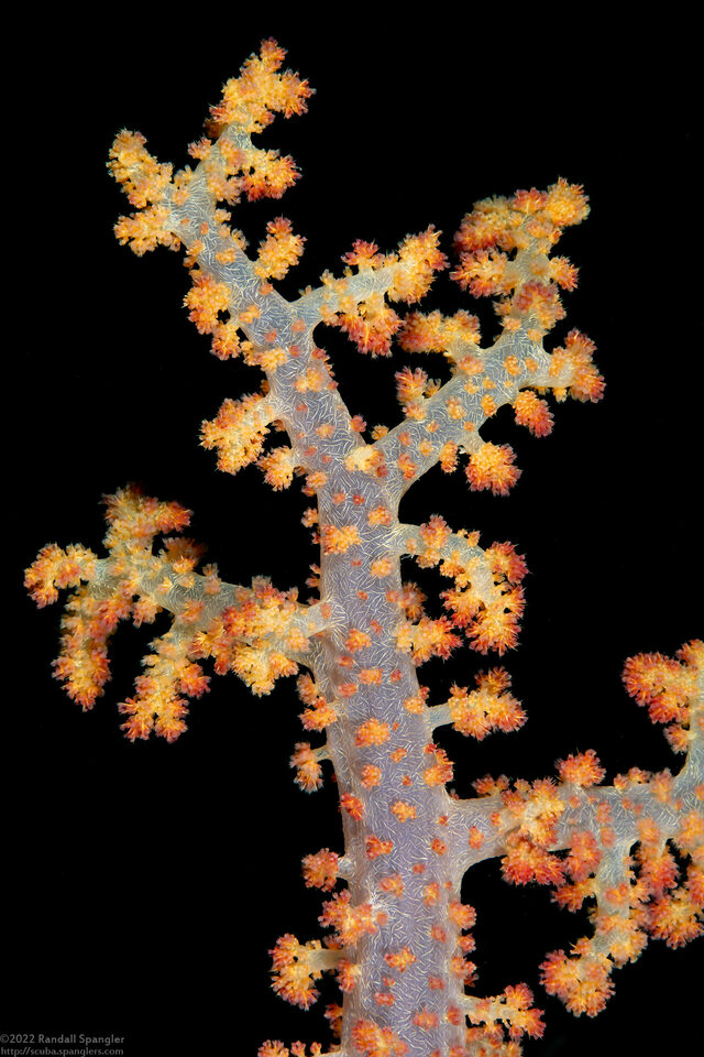 Dendronephthya sp.1 (Dendronephthya)