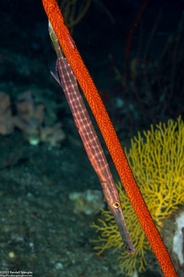 Aulostomus chinensis (Trumpetfish)