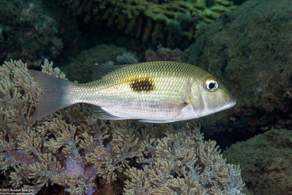 Lethrinus harak (Thumbprint Emperor)