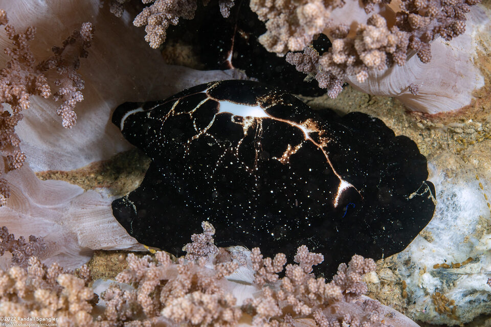 Ovula ovum (Common Egg Cowry)