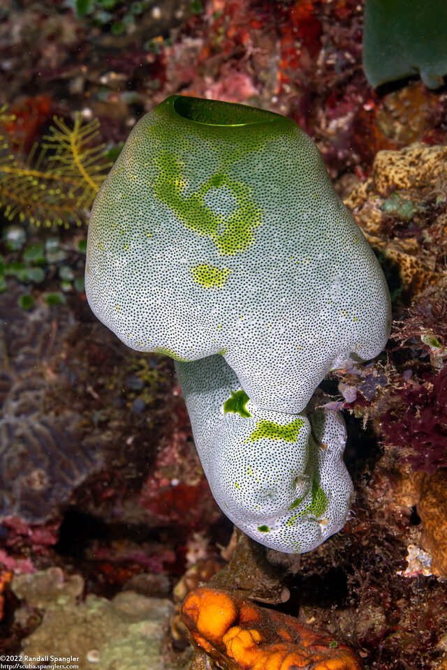 Didemnum molle (Urn Ascidian)