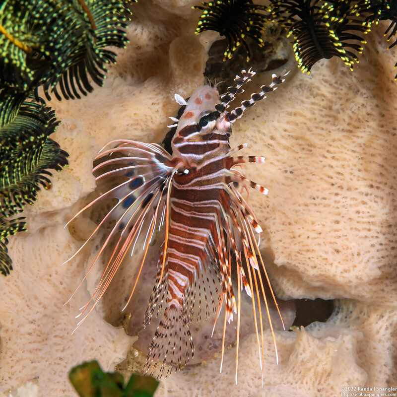 Pterois antennata (Spotfin Lionfish)