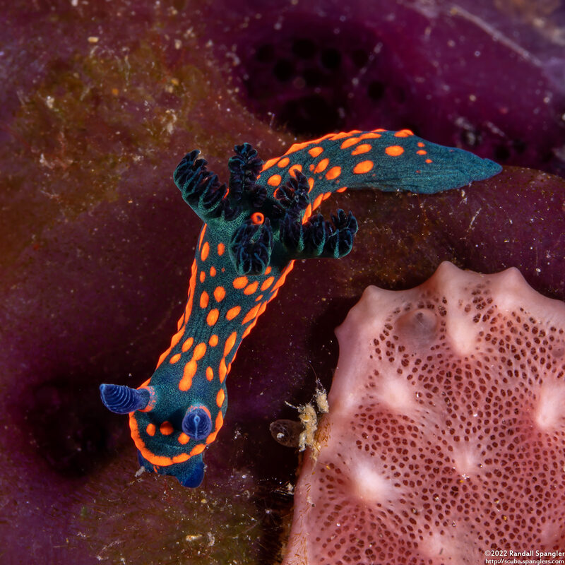 Nembrotha sp.1 (Nembrotha sp.1)