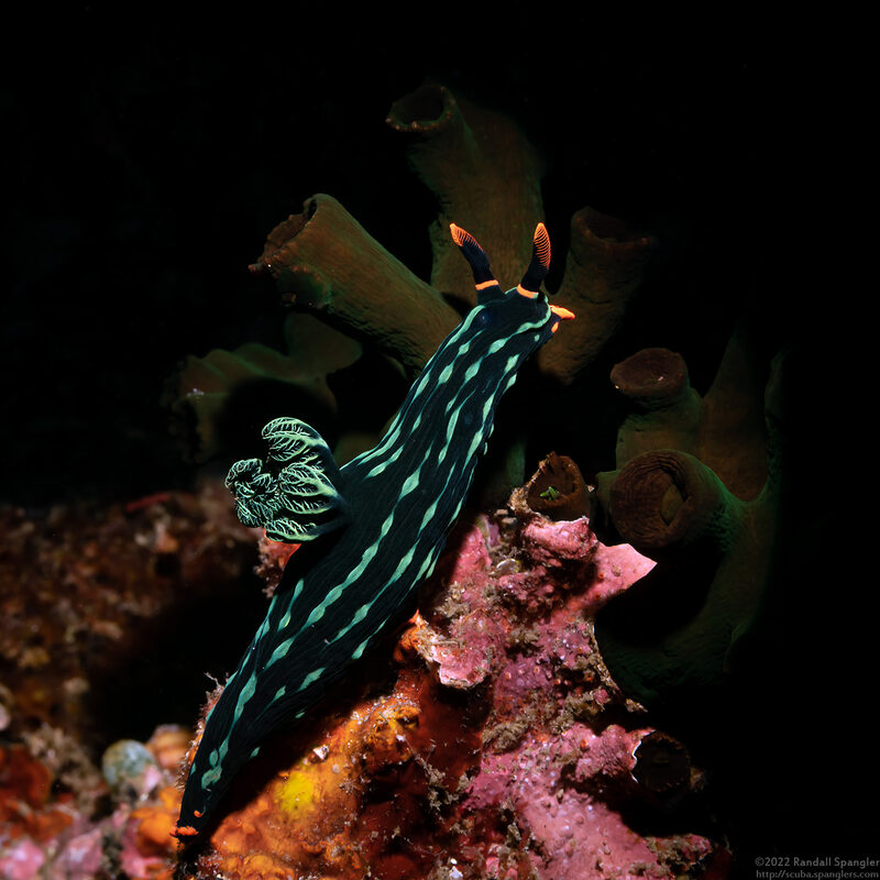 Nembrotha kubaryana (Kubaryana's Nembrotha)