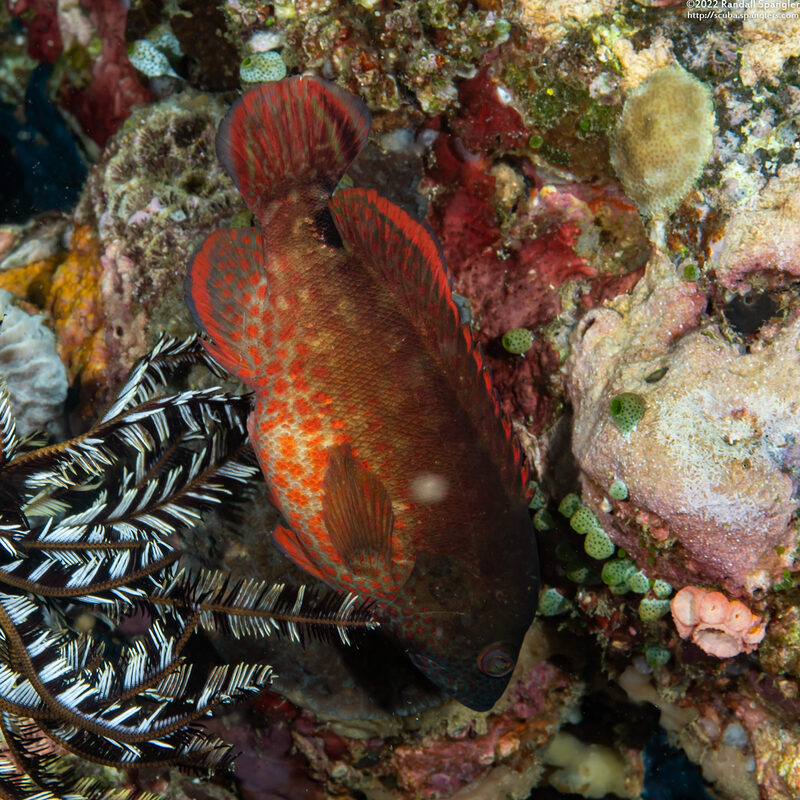 Cephalopholis urodeta (Flagtail Grouper)