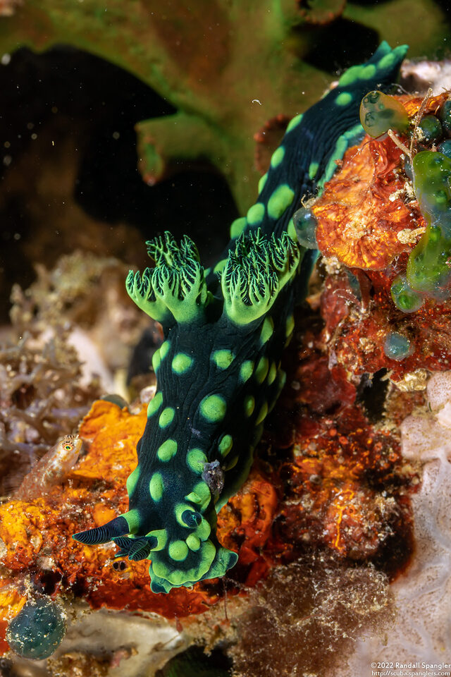 Nembrotha cristata (Crested Nembrotha)