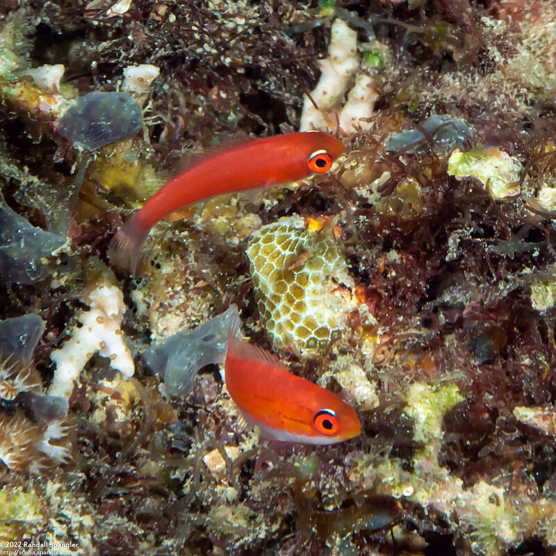 Paracheilinus carpenteri (Carpenter's Flasher)