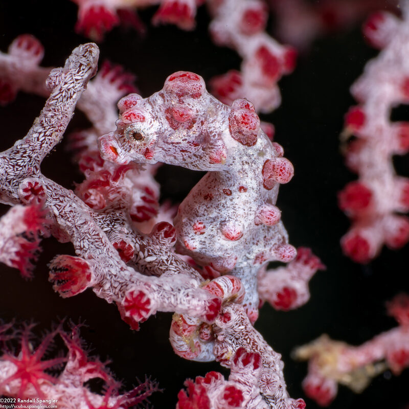 Hippocampus bargibanti (Pygmy Seahorse)
