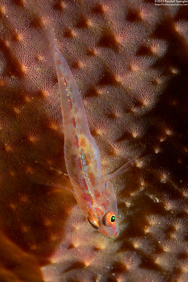 Pleurosicya mossambica (Common Ghostgoby)