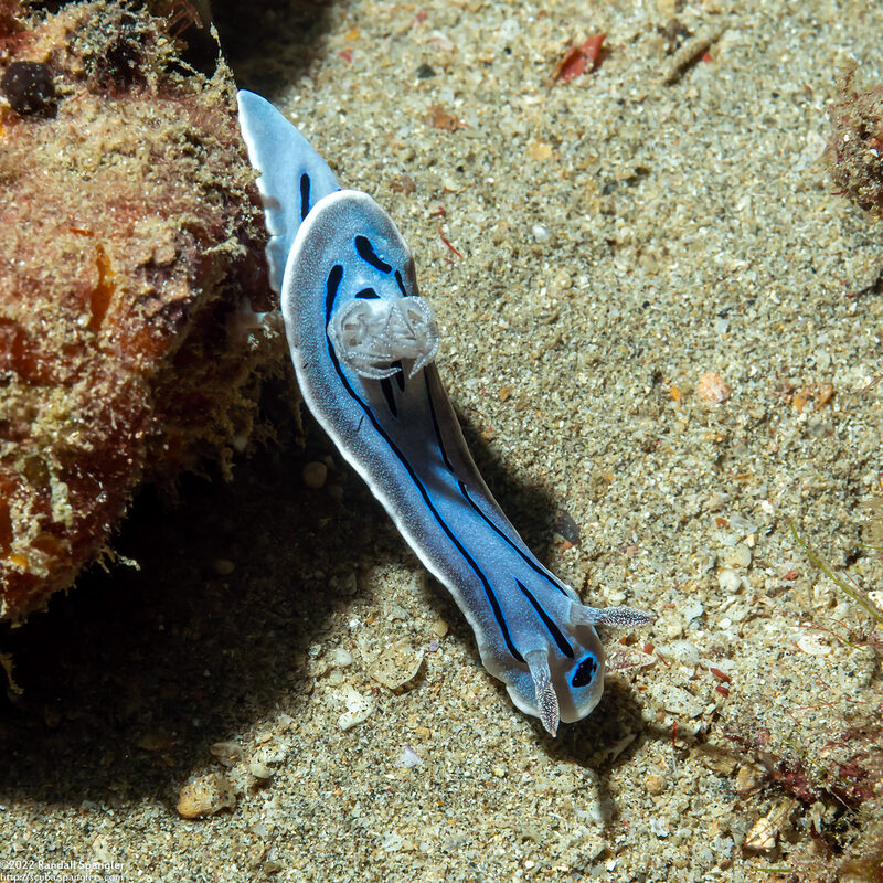 Chromodoris willani (Willan's Chromodoris)