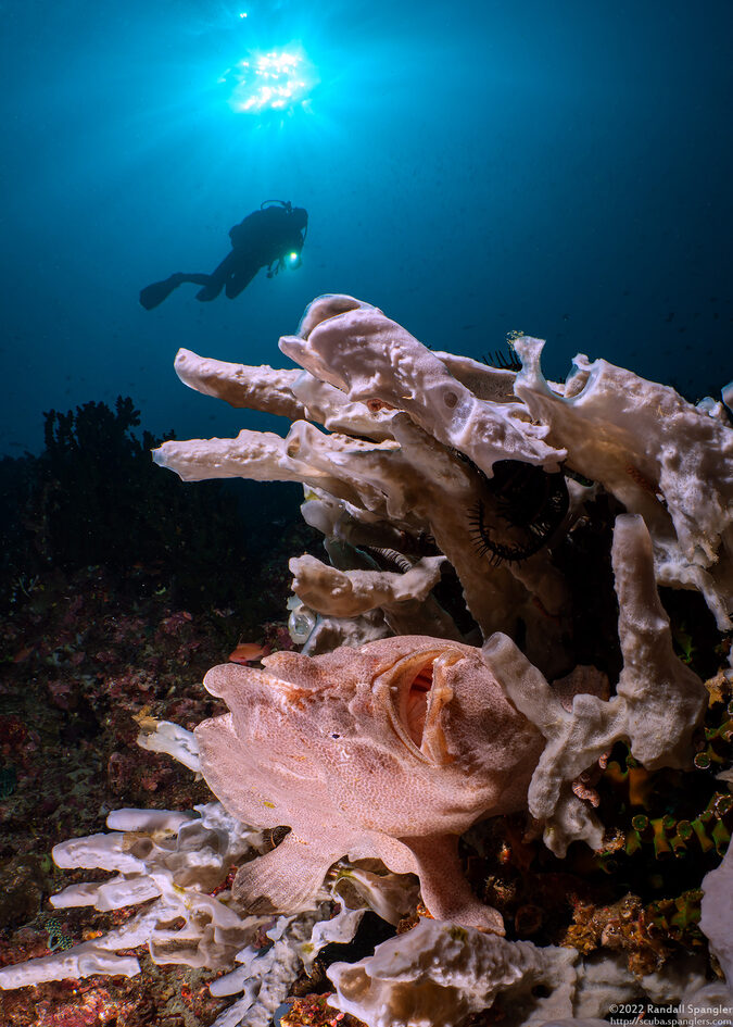 Antennarius commerson (Commerson's Frogfish)