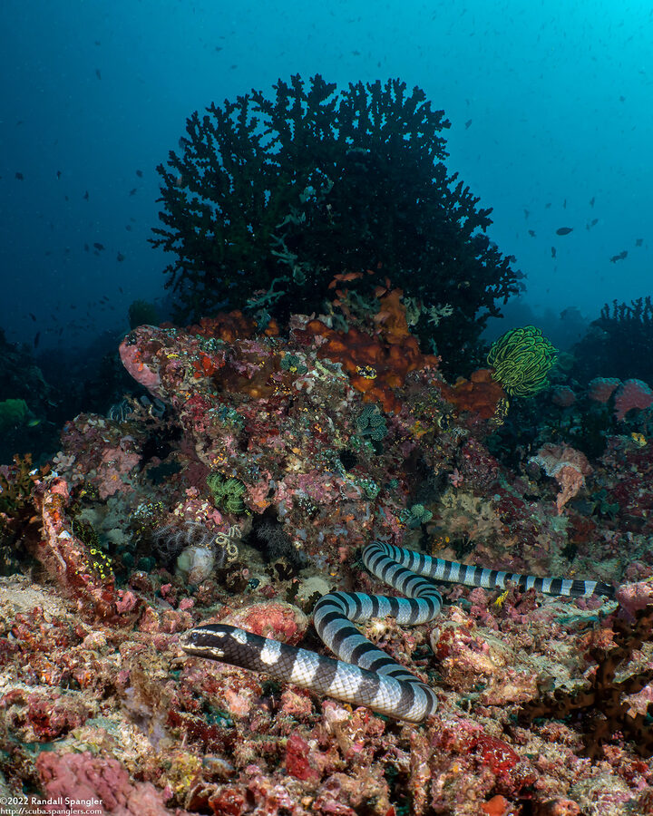 Laticauda colubrina (Banded Sea Krait)