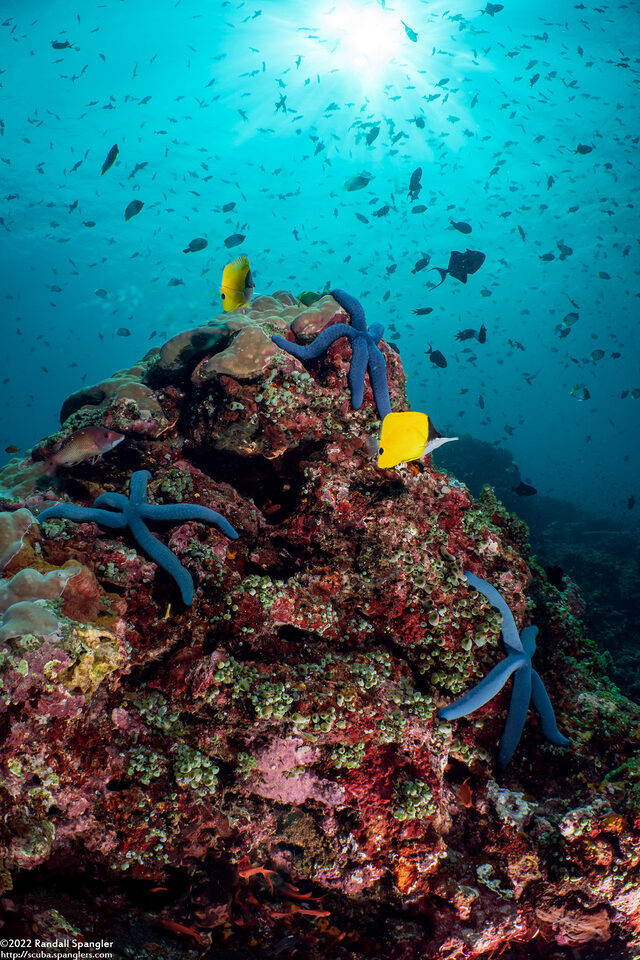 Linckia laevigata (Blue Sea Star)