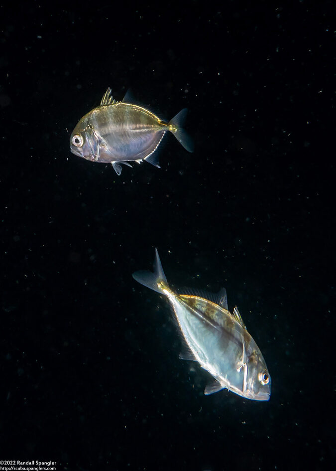 Family Carangidae (Juvenile Jack)