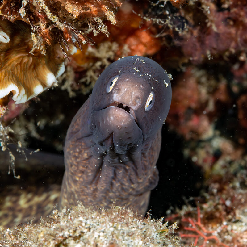 Gymnothorax thyrsoideus (White-Eyed Moray)