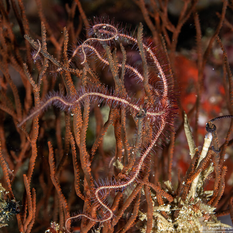 Ophiothrix purpurea (Dark Red-Spined Brittle Star)