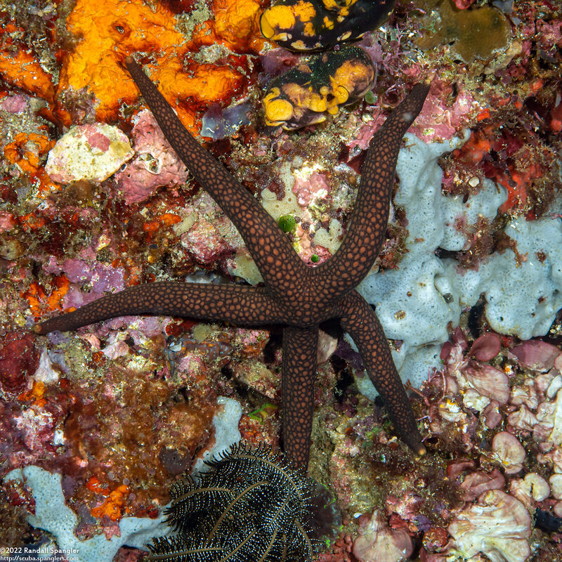 Nardoa galatheae (Brown Mesh Sea Star)