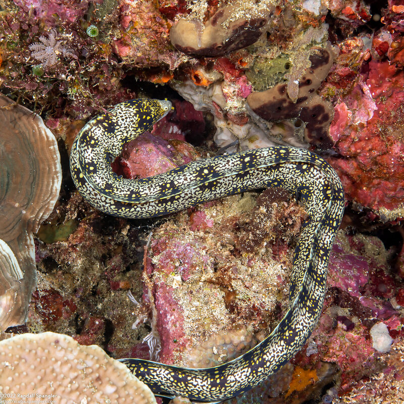 Echidna nebulosa (Snowflake Moray)