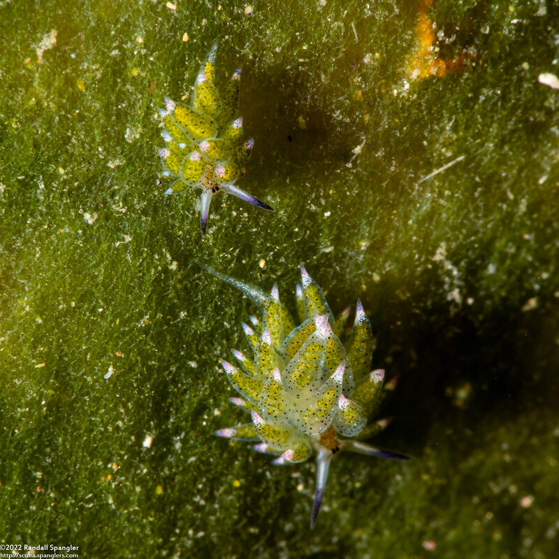 Costasiella kuroshimae (Kuro Sapsucking Slug)