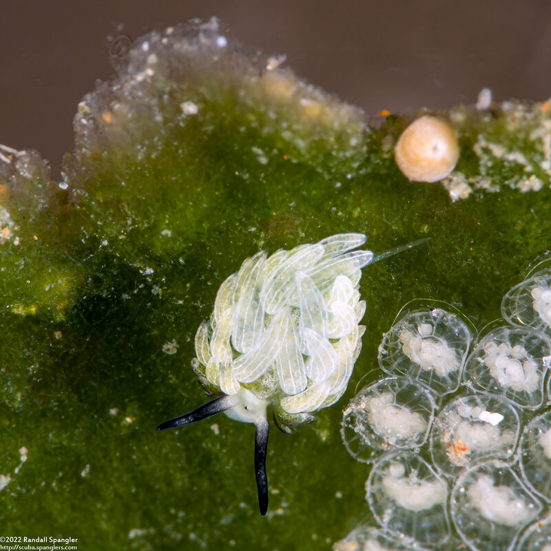 Costasiella usagi (Rabbit Costasiella)