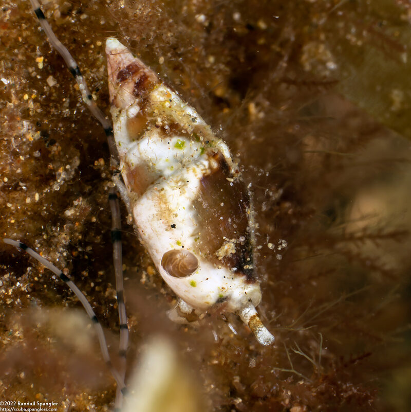 Graphicomassa ligula (Diverse Dove Shell)