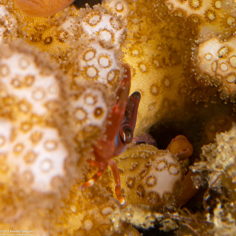Trapezia cymodoce (Red-Dotted Guard Crab)