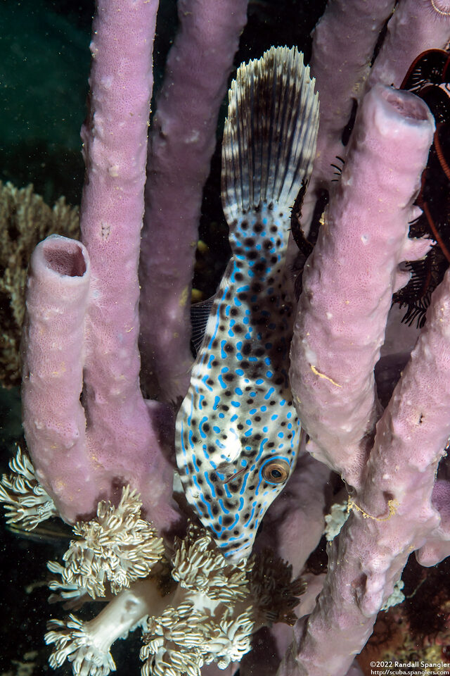 Aluterus scriptus (Scrawled Filefish)