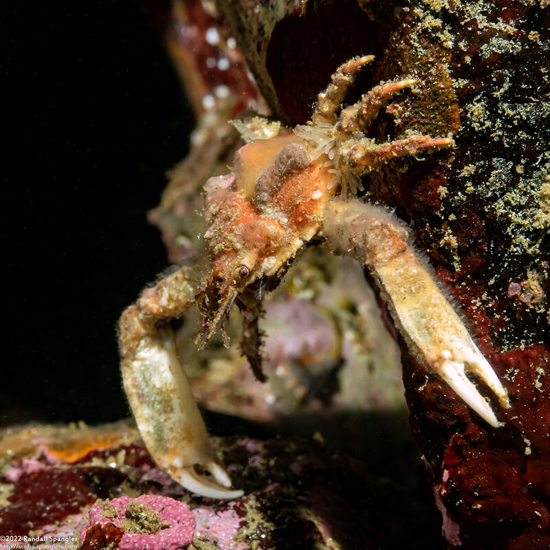 Scyra acutifrons (Sharpnose Crab)