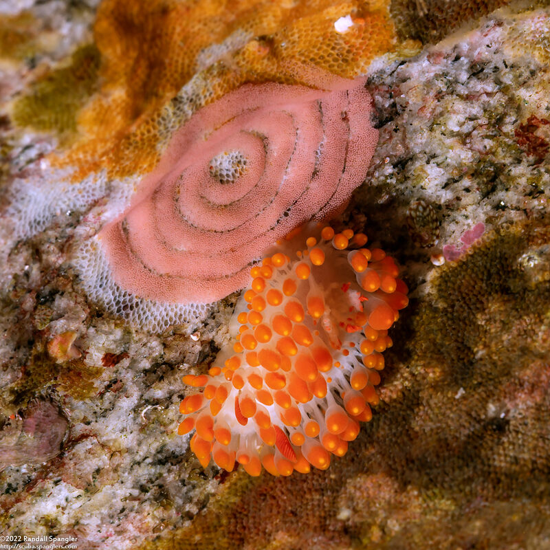 Limacia cockerelli (Cockerell's Dorid)