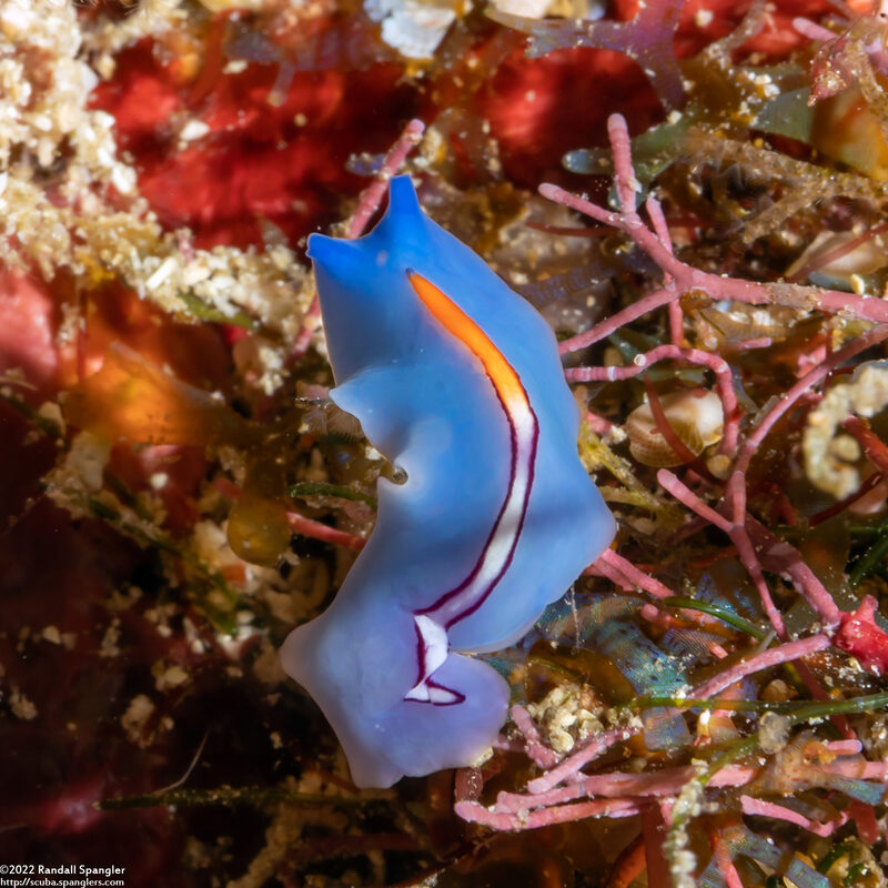 Pseudoceros liparus (Racing Stripe Flatworm)