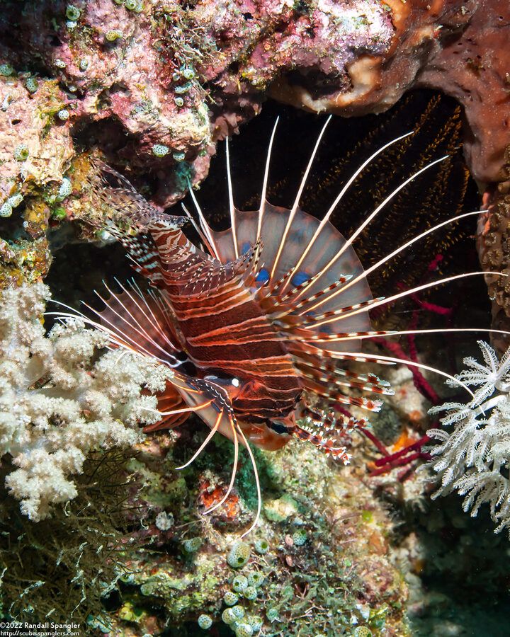 Pterois antennata (Spotfin Lionfish)
