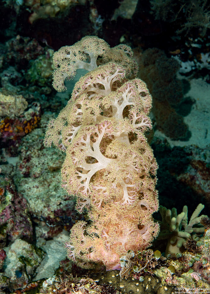 Dendronephthya sp.1 (Dendronephthya)