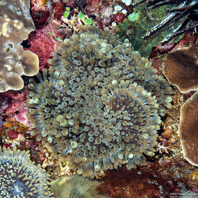 Entacmaea quadricolor (Bubble-Tip Anemone)