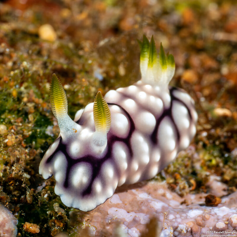 Goniobranchus geometricus (Geometric Chromodoris)