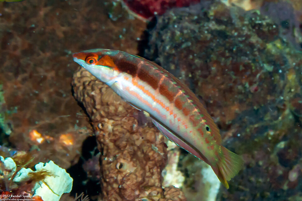 Coris dorsomacula (Pale-Barred Coris)