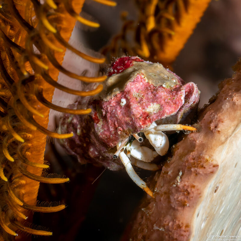 Calcinus minutus (White Hermit Crab)