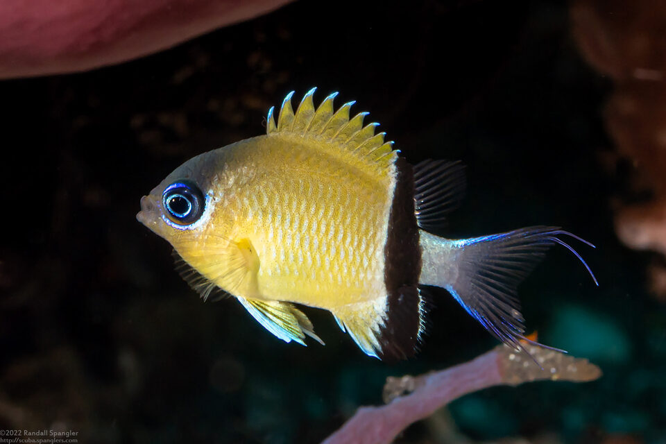 Chromis retrofasciata (Blackbar Chromis)
